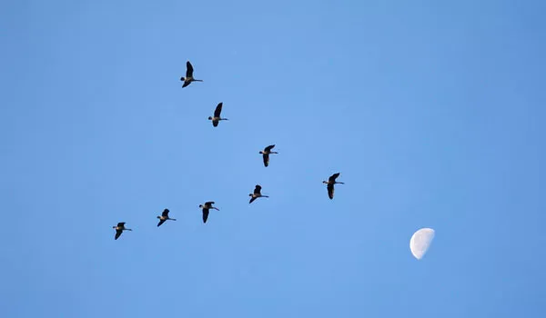 Homebuilders mid-day 2023-03-10: birds of a feather flock together edition
